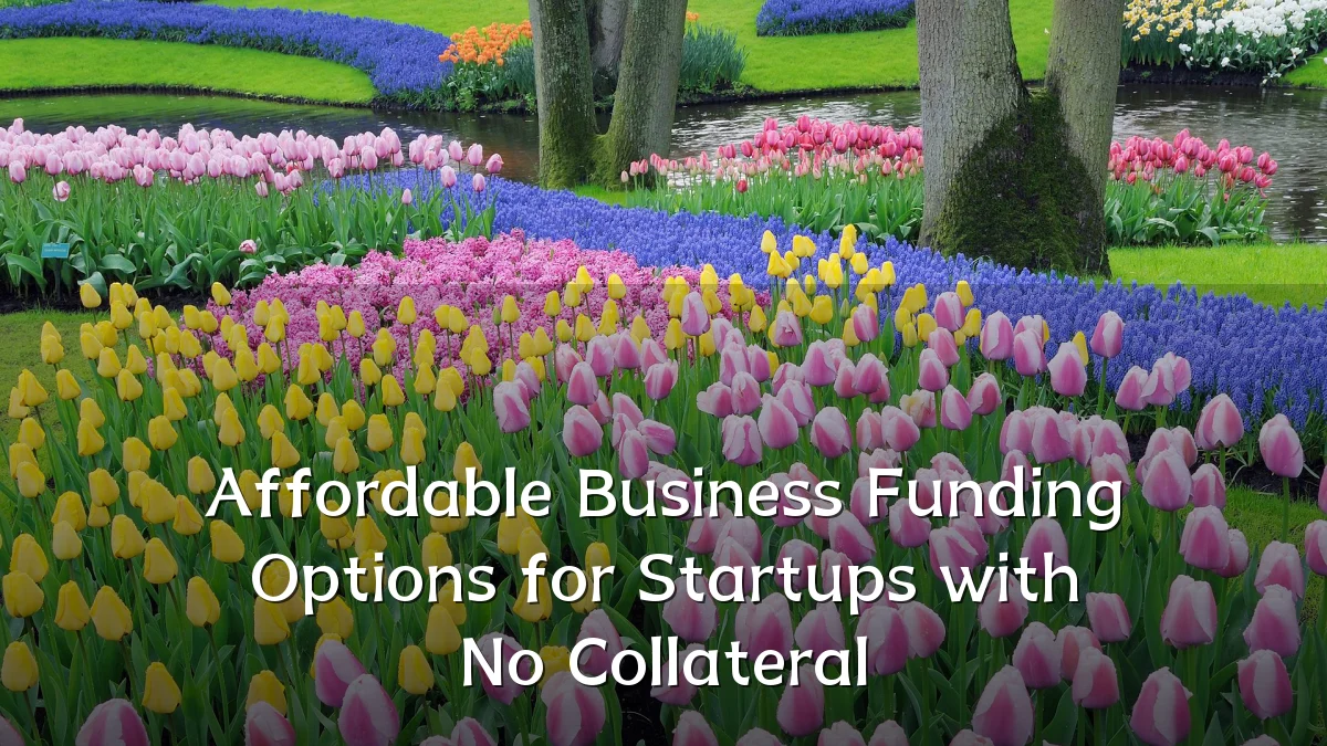 Affordable Business Funding Options for Startups with No Collateral